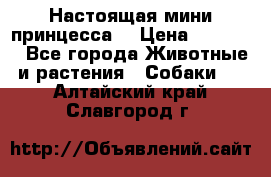 Настоящая мини принцесса  › Цена ­ 25 000 - Все города Животные и растения » Собаки   . Алтайский край,Славгород г.